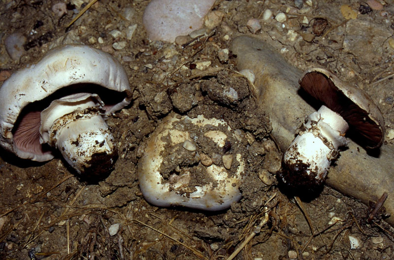 un MIX   per gli appassionati del Genere Agaricus